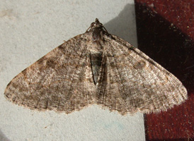 Hollow-spotted Angle